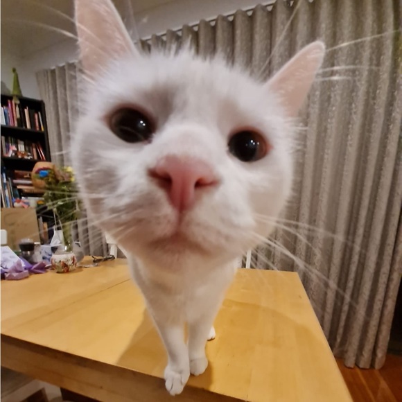 💗 - Picture 2 of 7